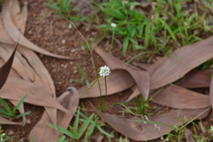 Cyperus pulchellus